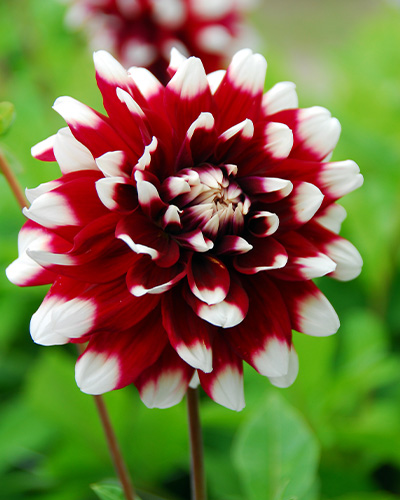 DÁLIA (GEORGÍNA) DUET 10 kusov